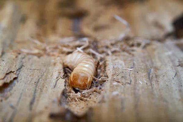 Termite Control Sydney: Solutions That Stand the Test of Time